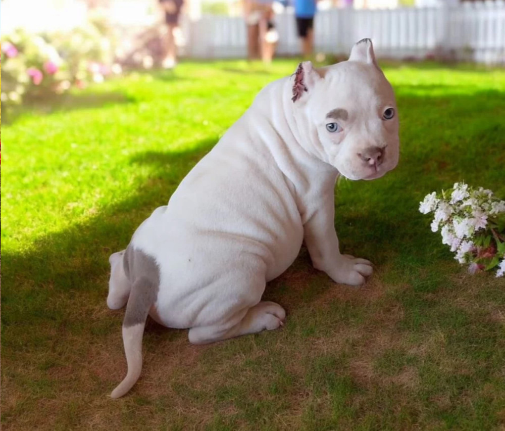 American Pitbull Terrier Girl, 3 Months Old, Looking for Owners in Dallas (Texas)