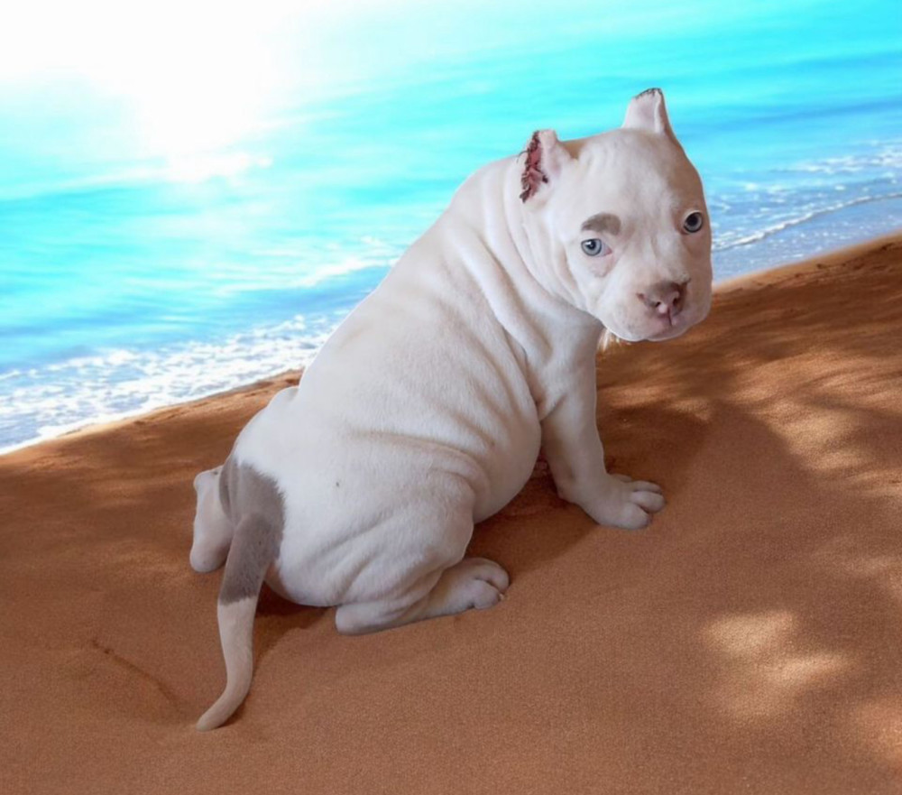 American Pitbull Terrier Girl, 3 Months Old, Looking for Owners in Dallas (Texas)