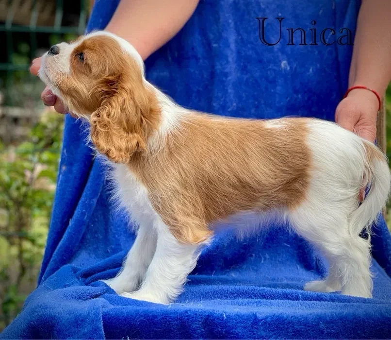 Female Cavalier King Charles Spaniel puppies, 12 weeks old, girl, Norfolk, Virginia