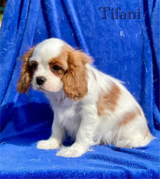 Female Cavalier King Charles Spaniel puppies, 12 weeks old, girl, Norfolk, Virginia