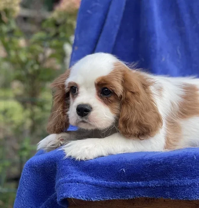 Female Cavalier King Charles Spaniel puppies, 12 weeks old, girl, Norfolk, Virginia