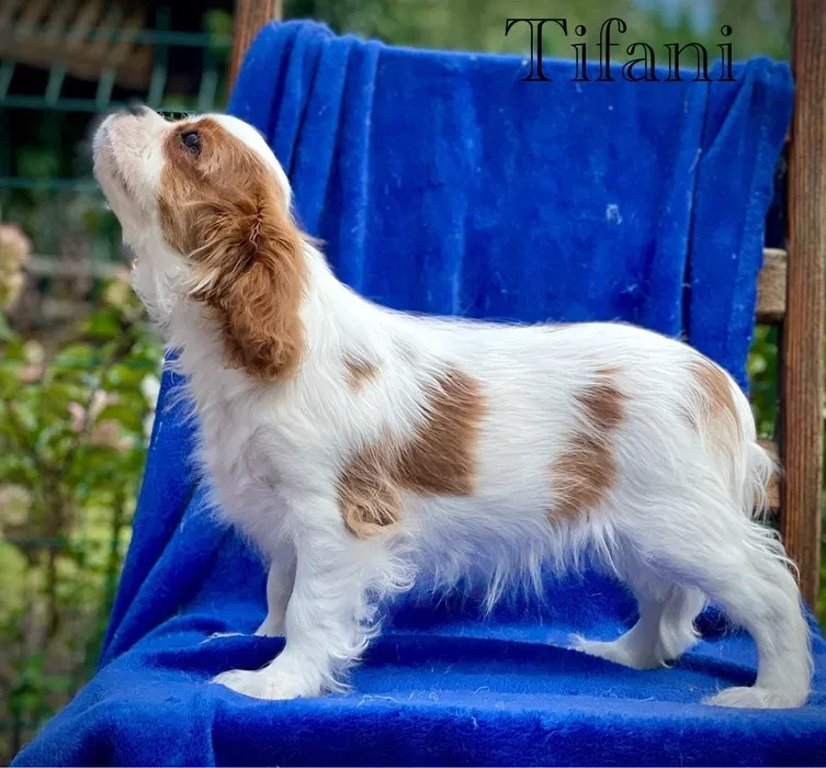 Female Cavalier King Charles Spaniel puppies, 12 weeks old, girl, Norfolk, Virginia