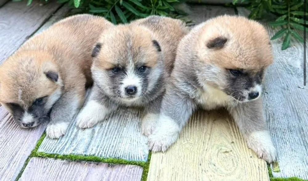 Akita Puppies for Sale (Bronx)