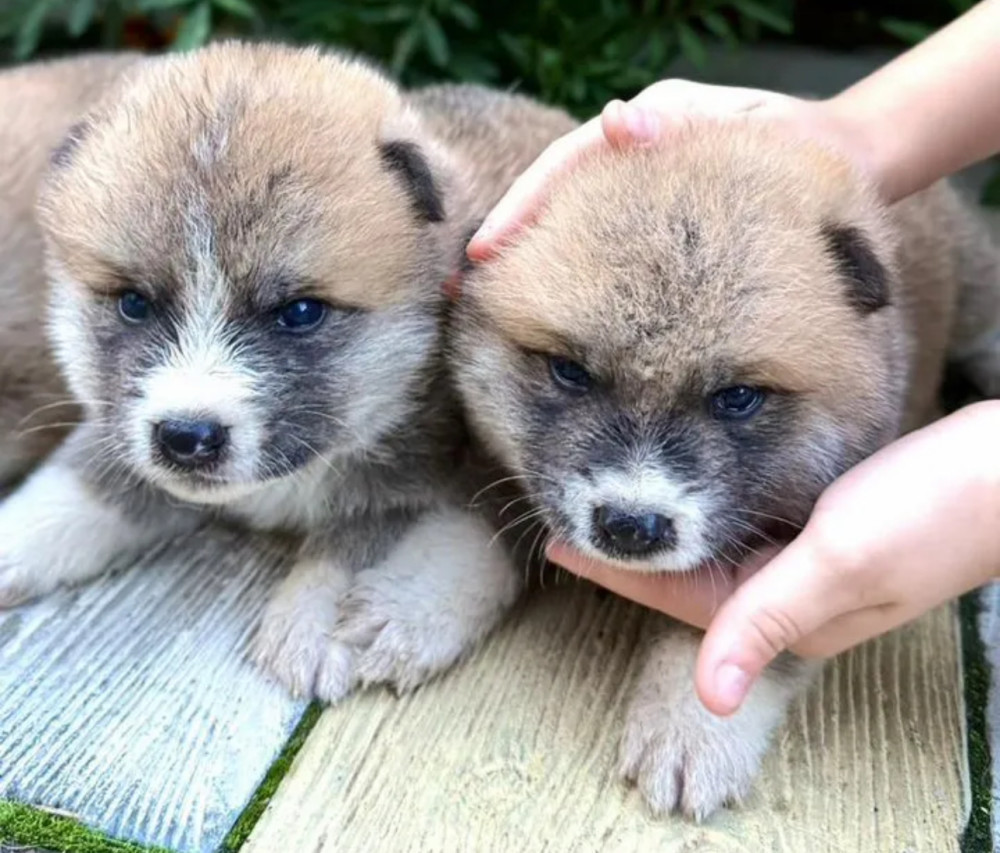 Akita Puppies for Sale (Bronx)