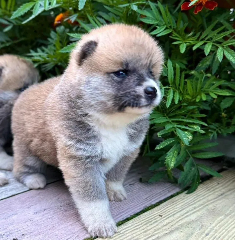 Akita Puppies for Sale (Bronx)