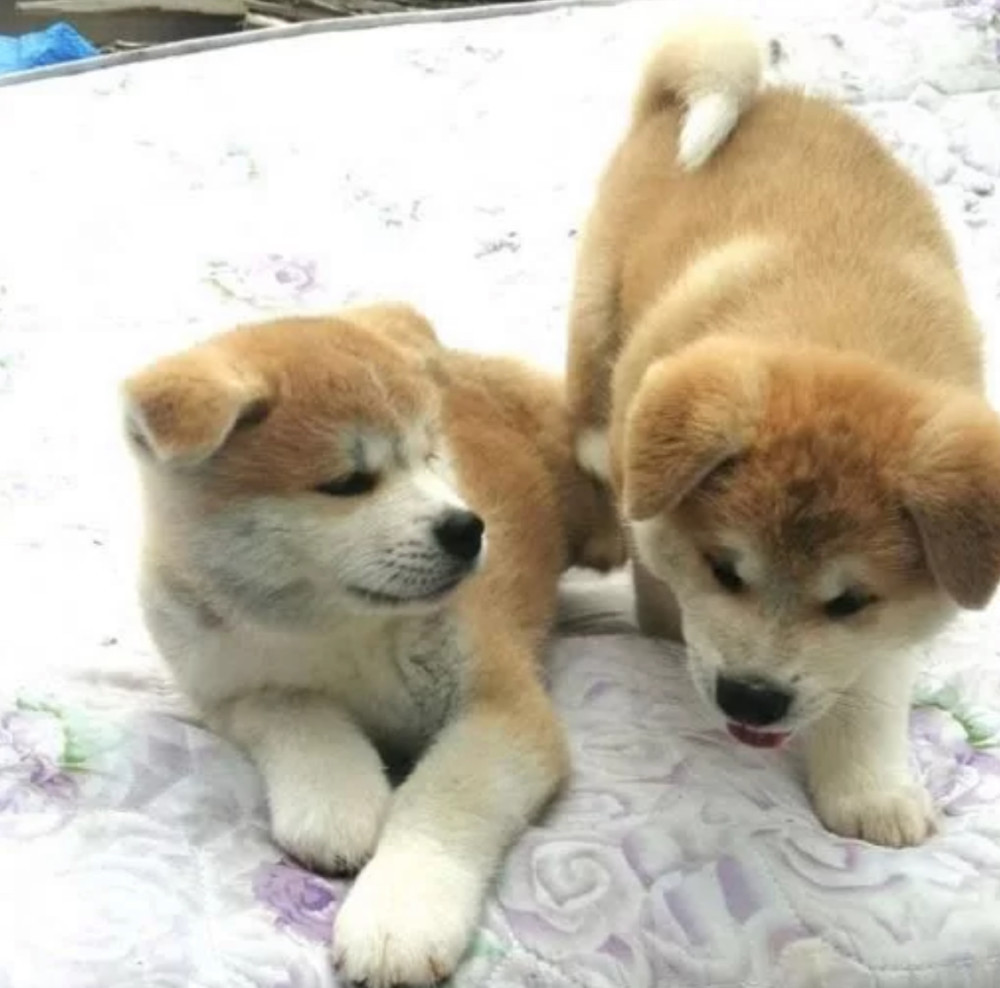 Reservations Open for Two Akita Boys (Denver, Colorado)