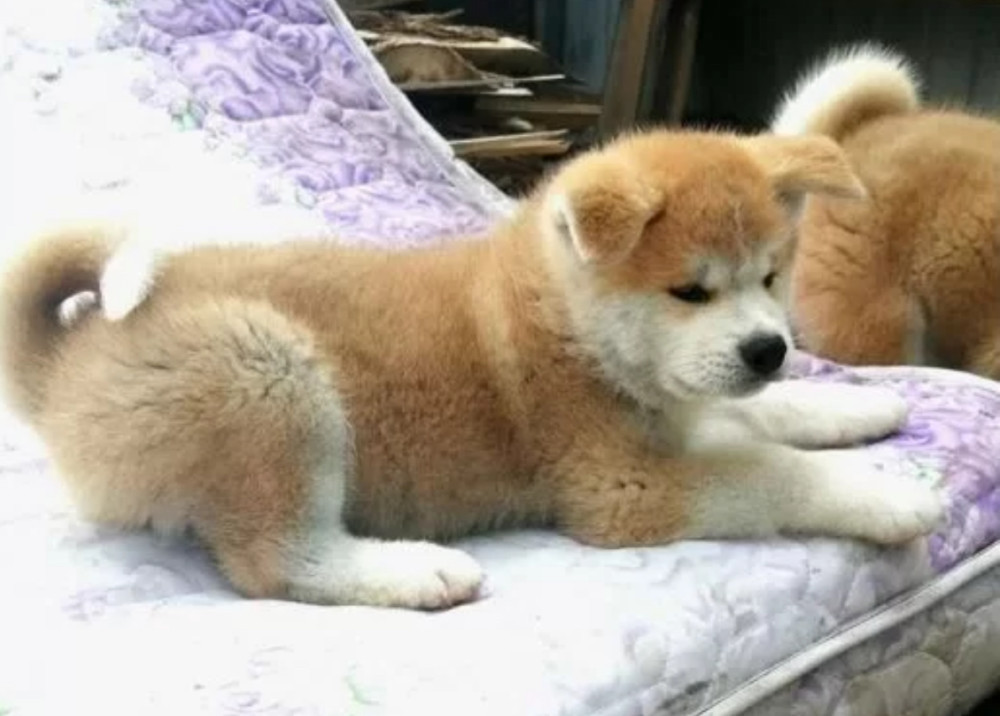 Reservations Open for Two Akita Boys (Denver, Colorado)