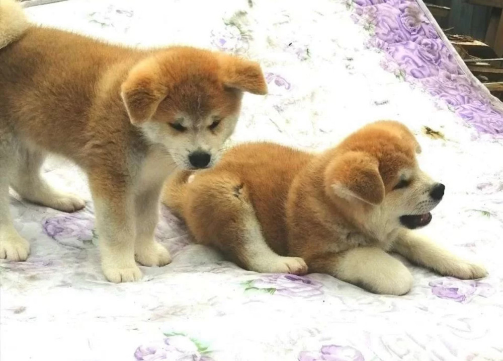 Reservations Open for Two Akita Boys (Denver, Colorado)