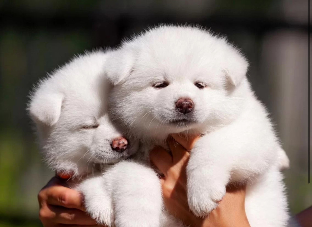 Akita Inu Girl and Boy Looking for Owners in Chicago (Illinois)