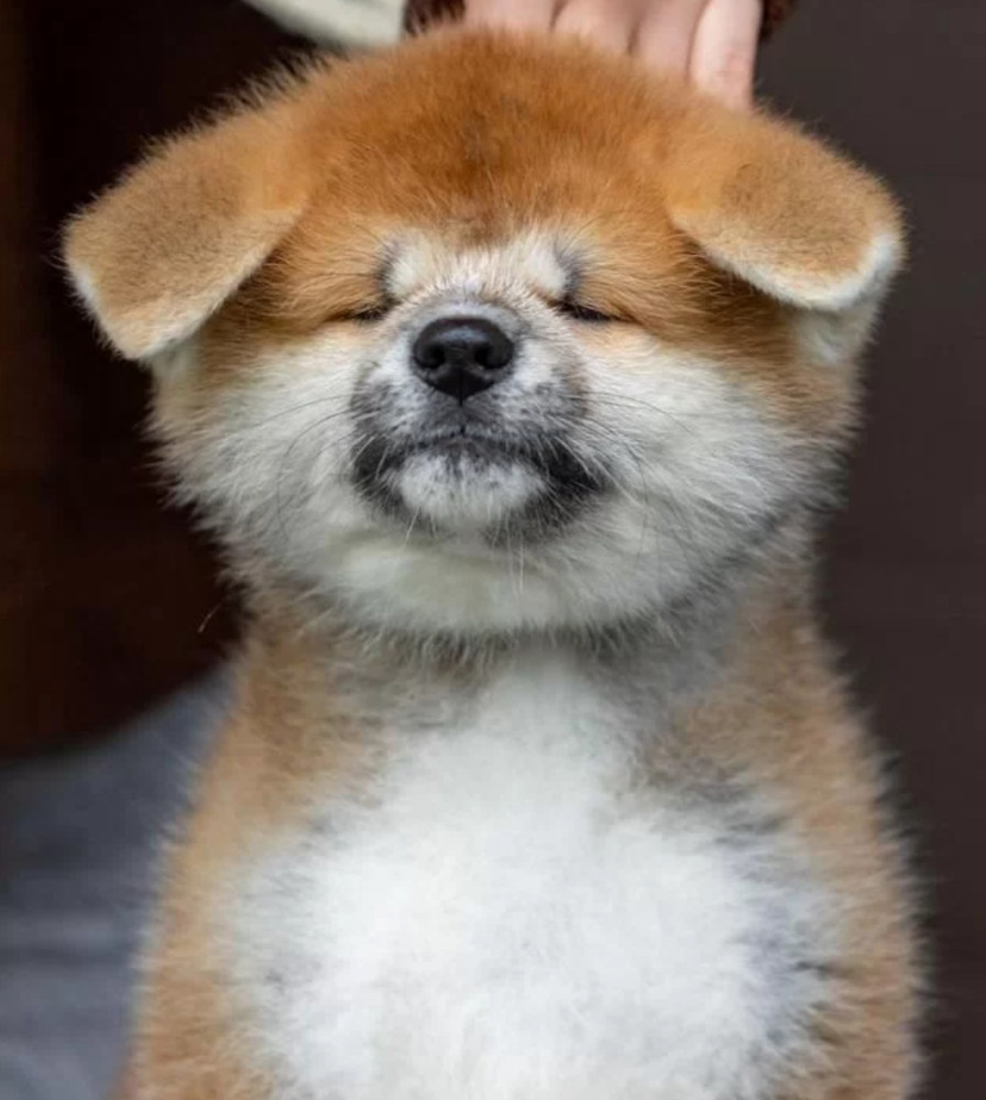 Akita Inu Girl and Boy Looking for Owners in Chicago (Illinois)