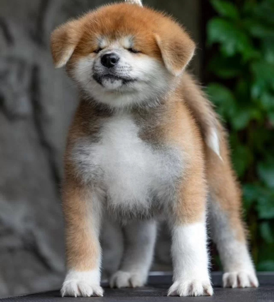 Akita Inu Girl and Boy Looking for Owners in Chicago (Illinois)