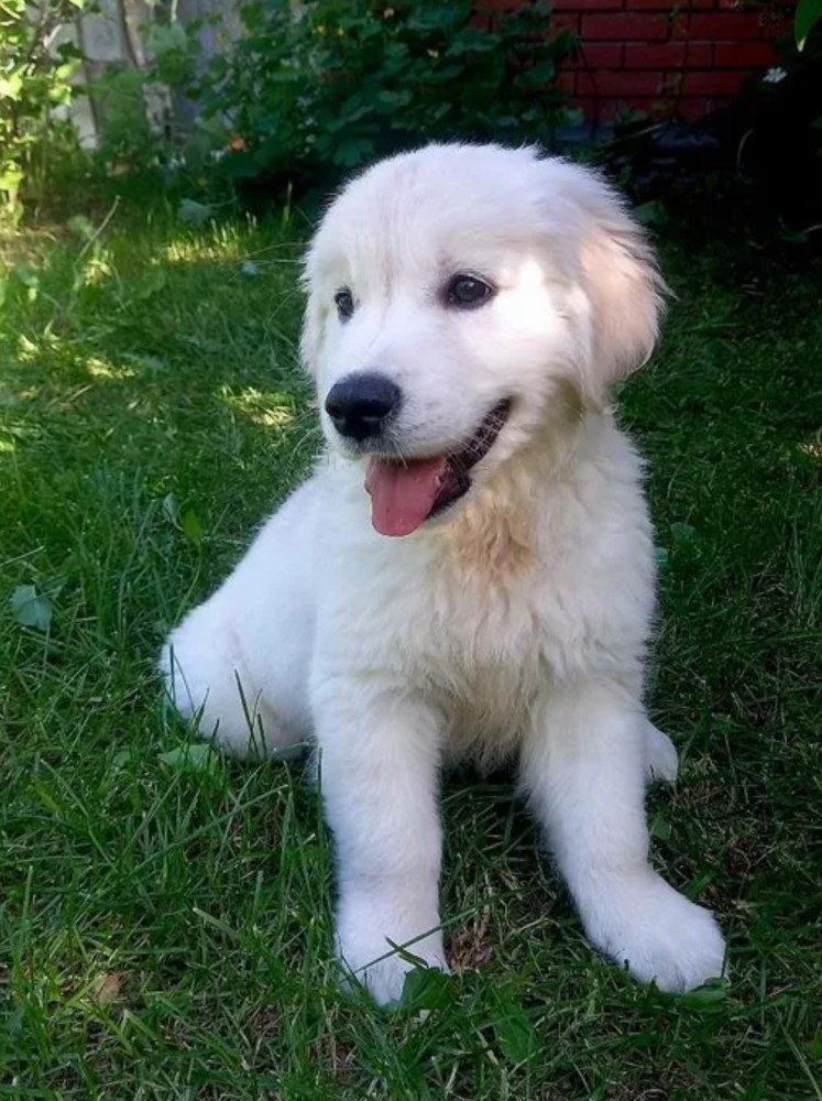 Golden Retriever Girl Looking for New Owners in Houston (Texas)