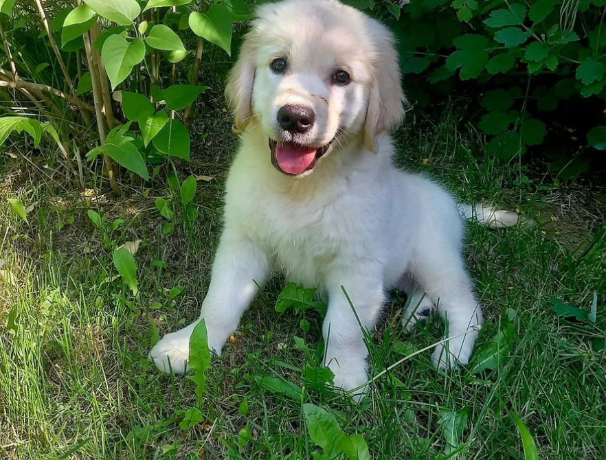 Golden Retriever Girl Looking for New Owners in Houston (Texas)