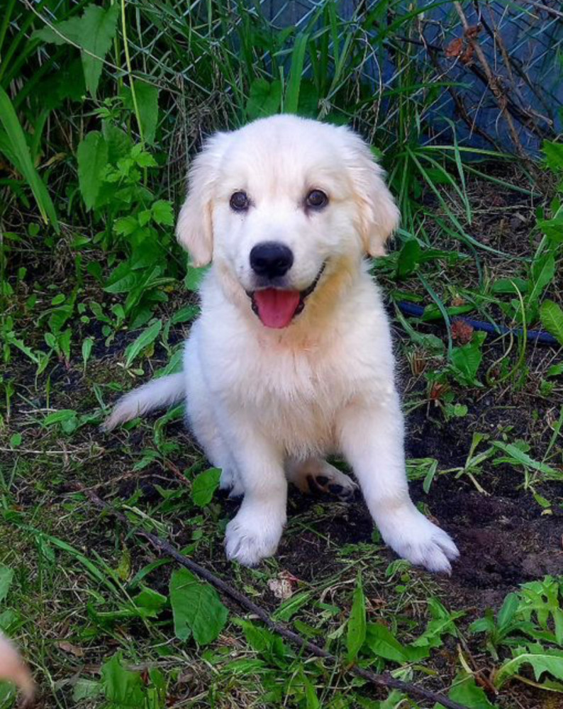 Golden Retriever Girl Looking for New Owners in Houston (Texas)