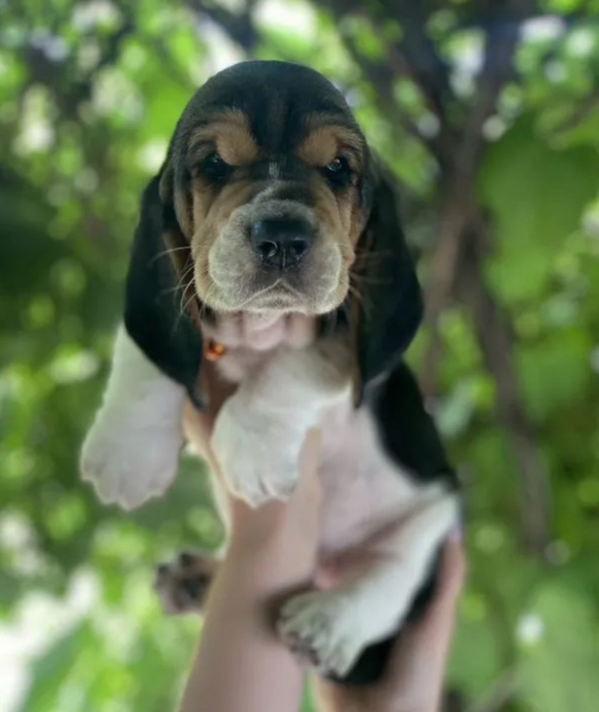 Basset Hound Puppies for Sale in Houston (Texas)