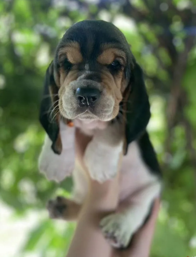 Basset Hound Puppies for Sale in Houston (Texas)