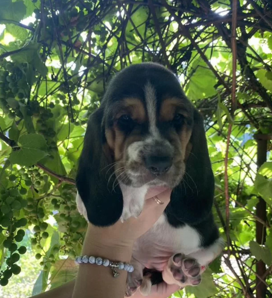 Basset Hound Puppies for Sale in Houston (Texas)