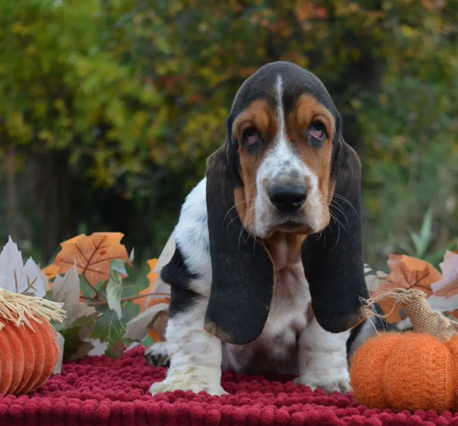 Basset Hound Puppy Looking for a Home in San Diego (California)