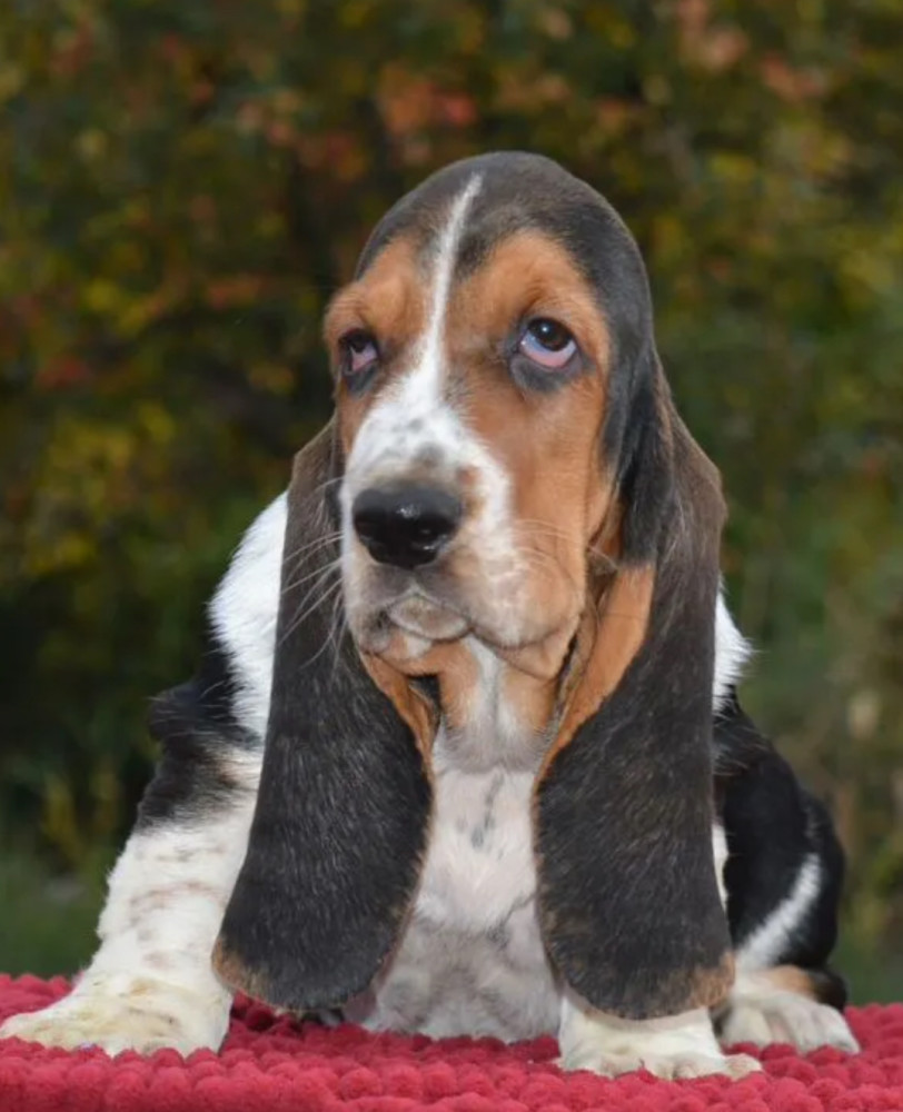 Basset Hound Puppy Looking for a Home in San Diego (California)