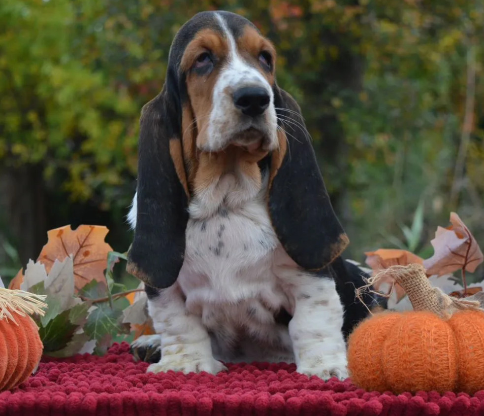 Basset Hound Puppy Looking for a Home in San Diego (California)