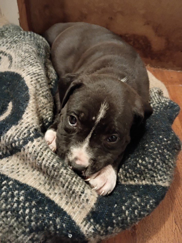 EXOTIC STAFFY BULLIE GIRL