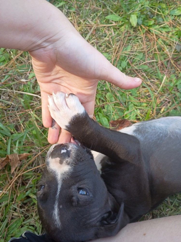 EXOTIC STAFFY BULLIE GIRL