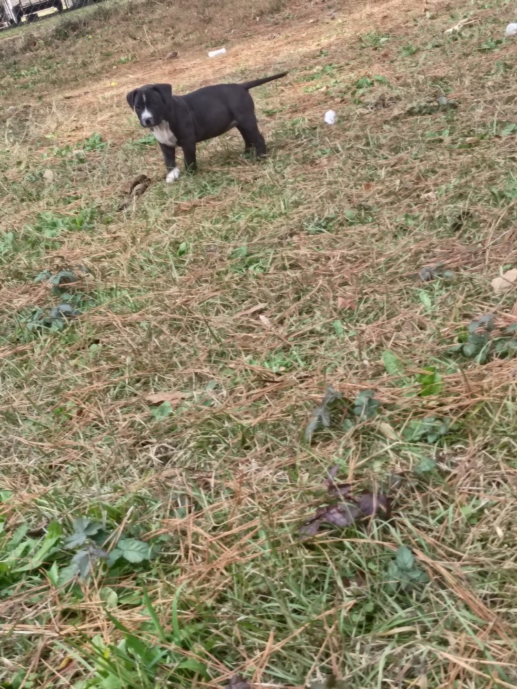 EXOTIC STAFFY BULLIE GIRL