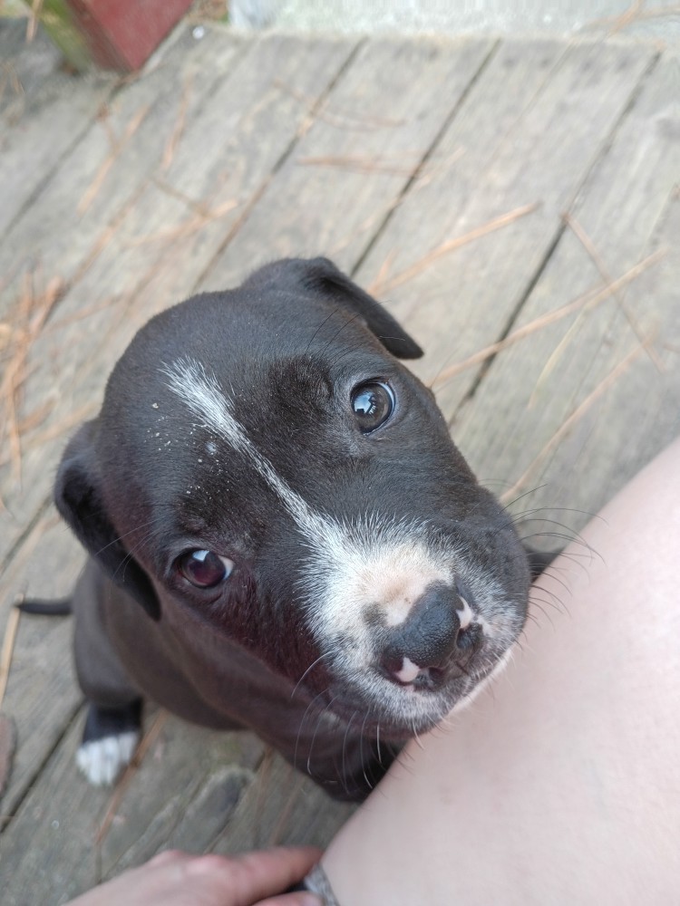 Exotic Bullie Staffy Girl