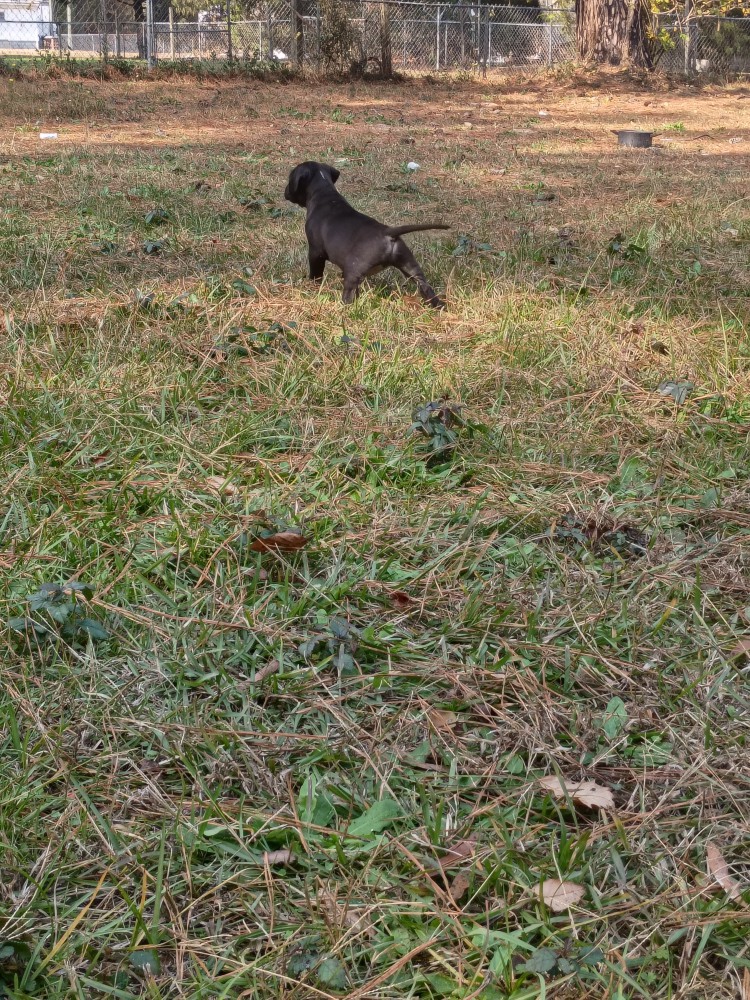 Exotic Bullie Staffy Girl