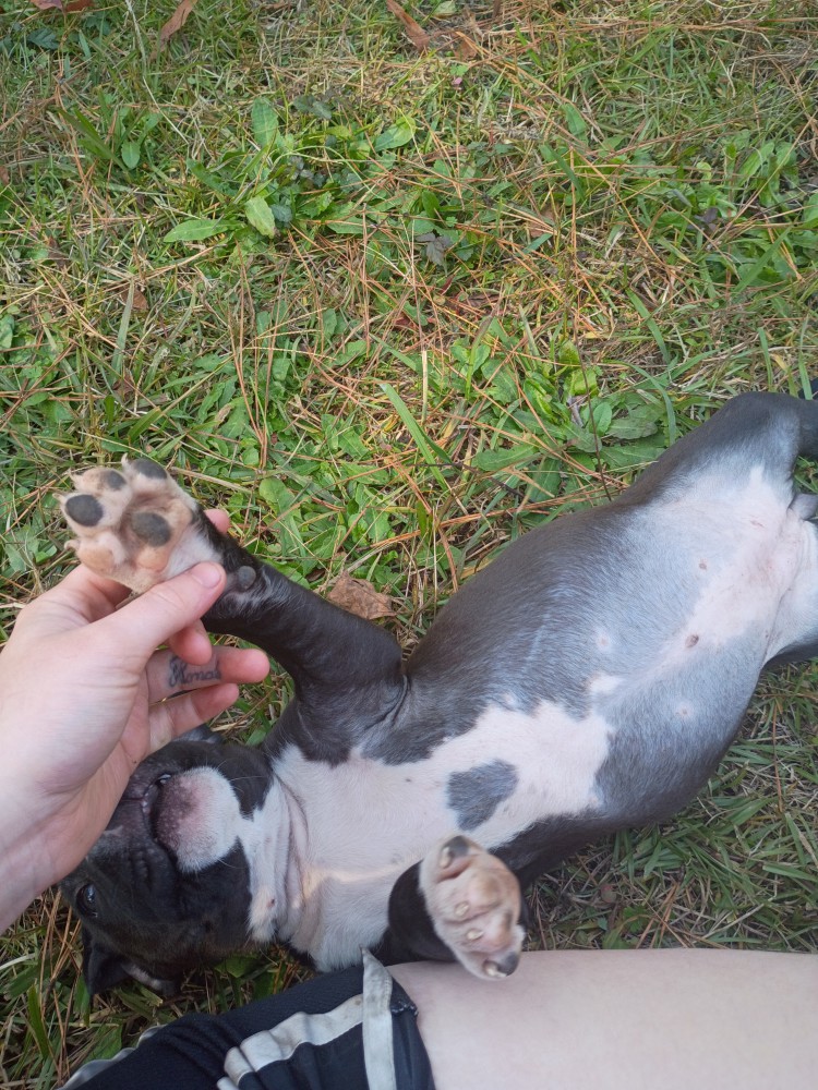Exotic Bullie Staffy Girl