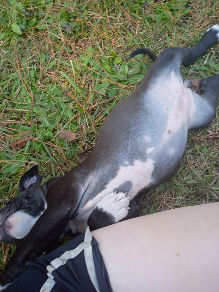 Exotic Bullie Staffy Girl