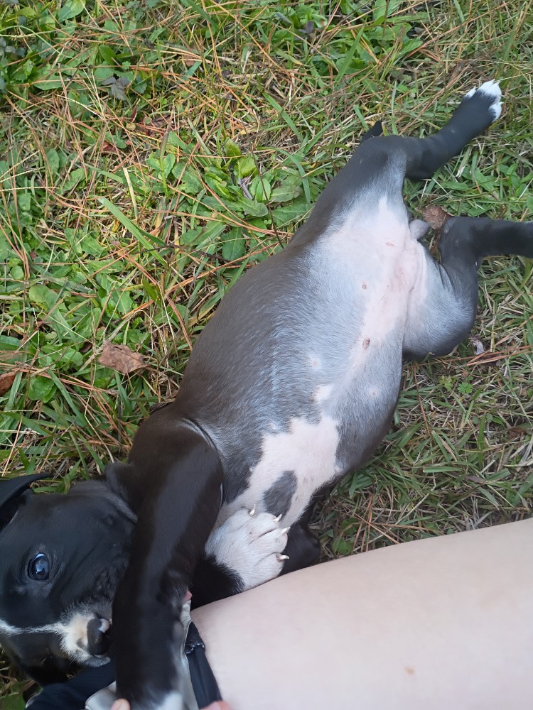 Exotic Bullie Staffy Girl