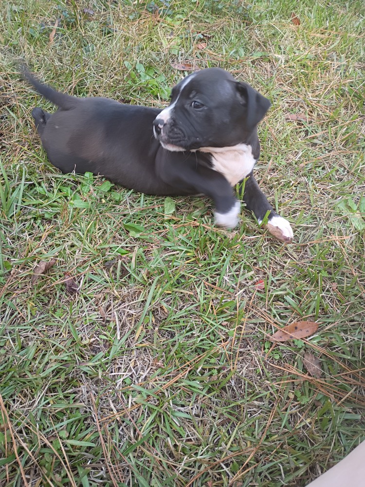 Exotic Bullie Staffy Girl