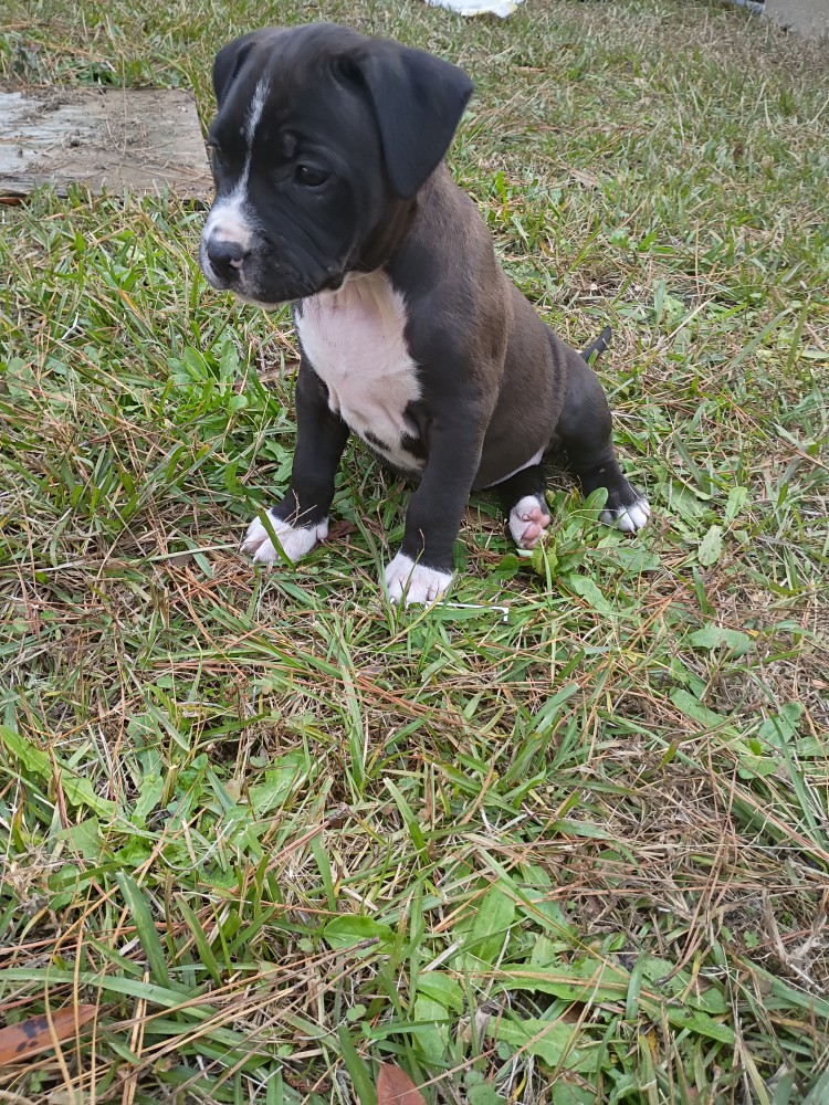 Exotic Bullie Staffy Girl