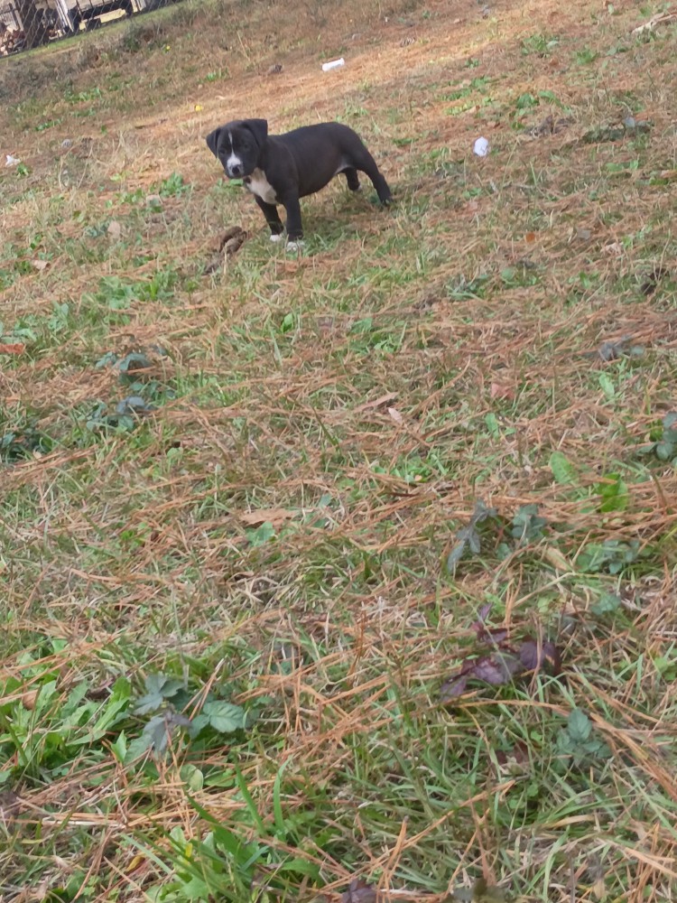 Exotic Bullie Staffy Girl