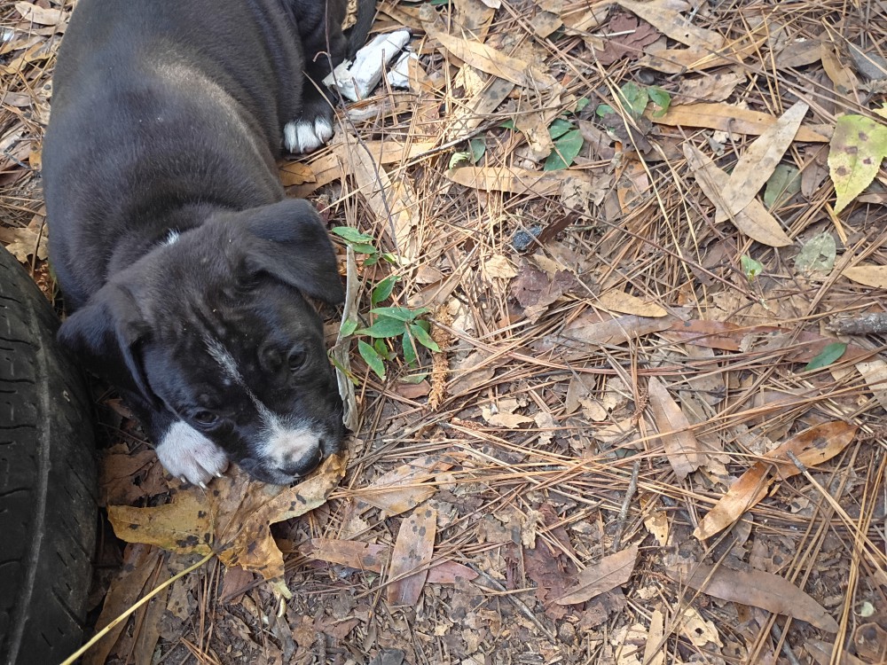 Exotic Bullie Staffy Girl