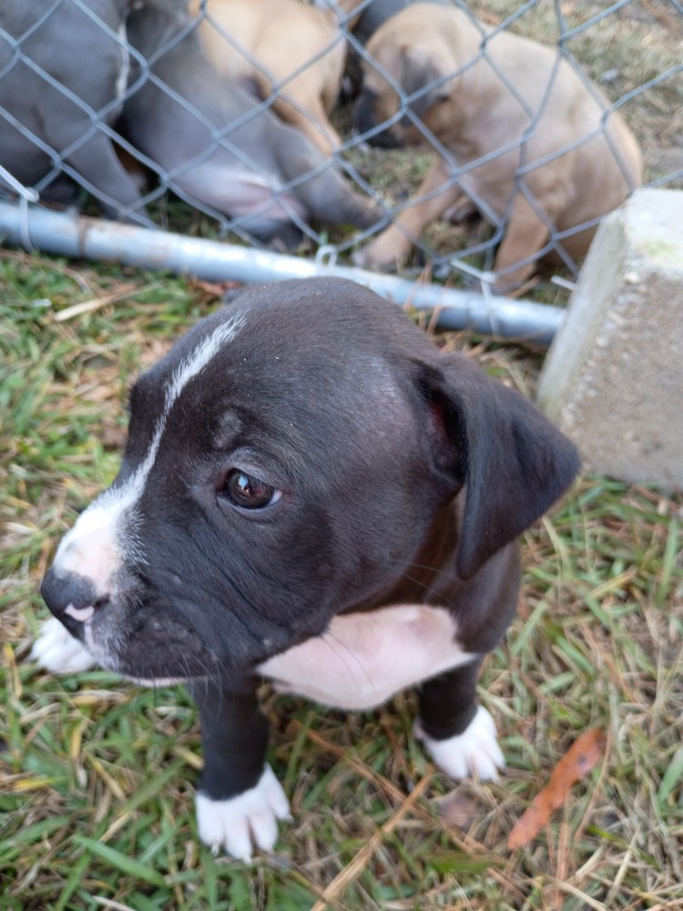 Exotic Bullie Staffy Girl