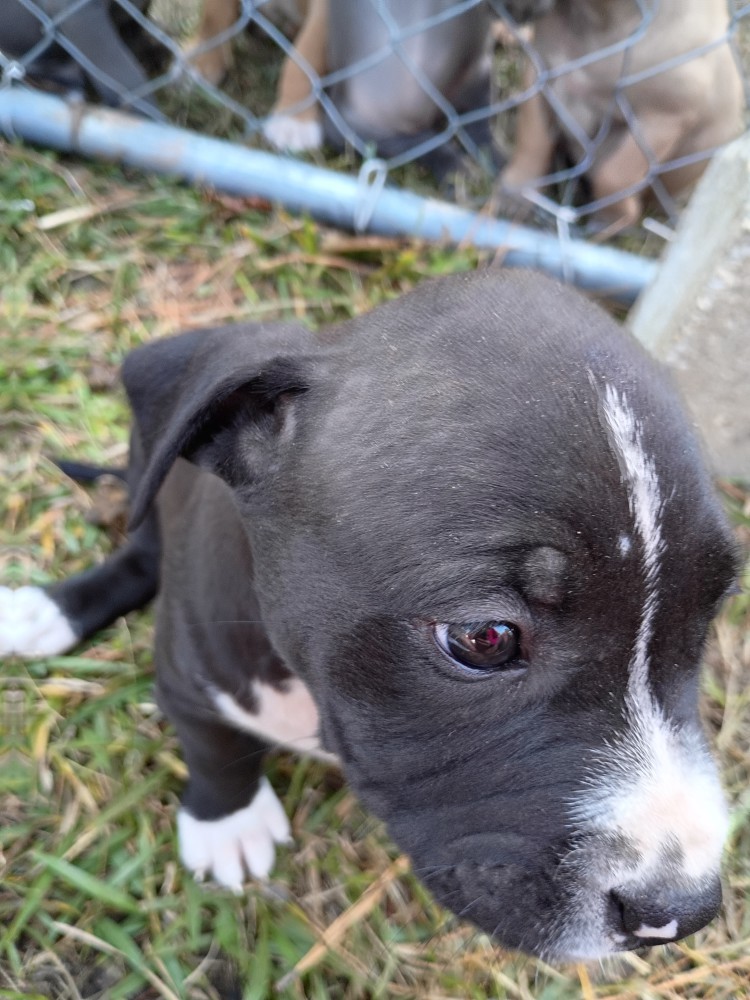 Exotic Bullie Staffy Girl