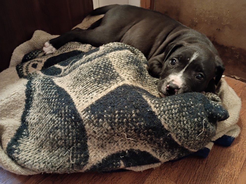 Exotic Bullie Staffy Girl