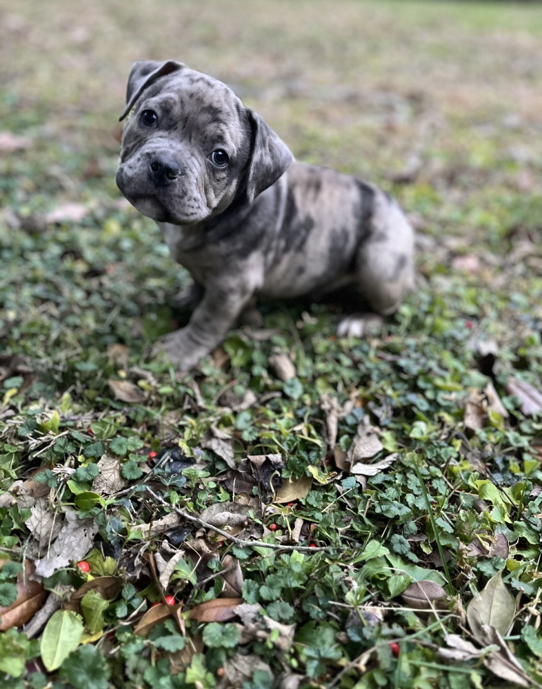 Pure-bred American Bully