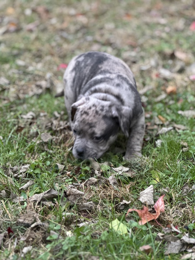 Pure-bred American Bully