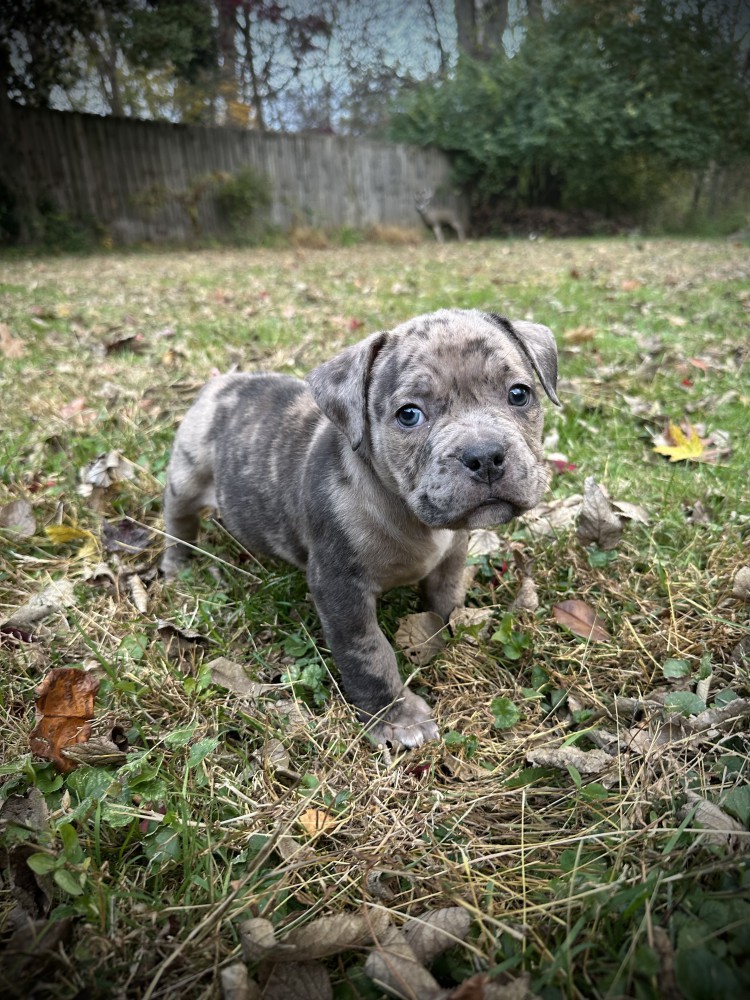 Pure-bred American Bully