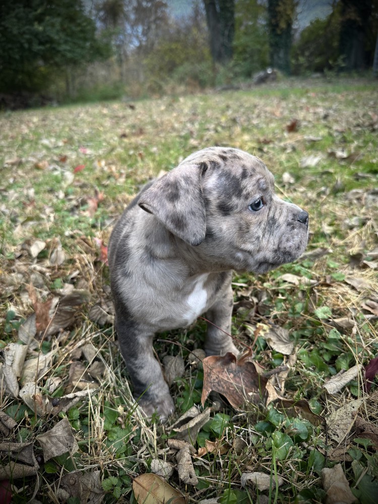 Pure-bred American Bully