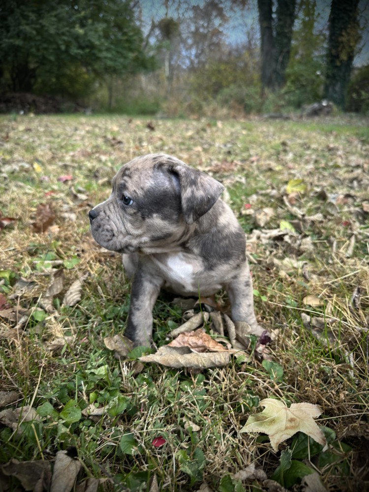Pure-bred American Bully
