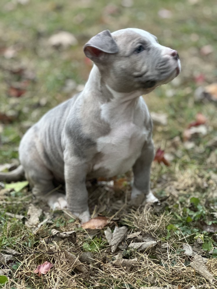 Pure-bred American Bully
