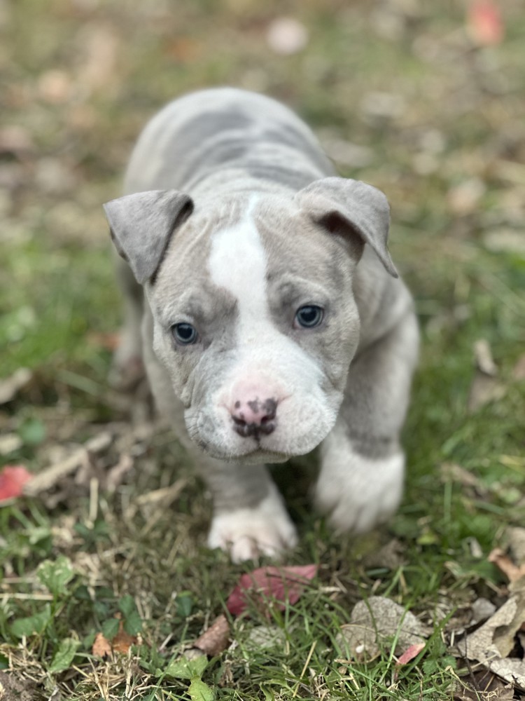 Pure-bred American Bully