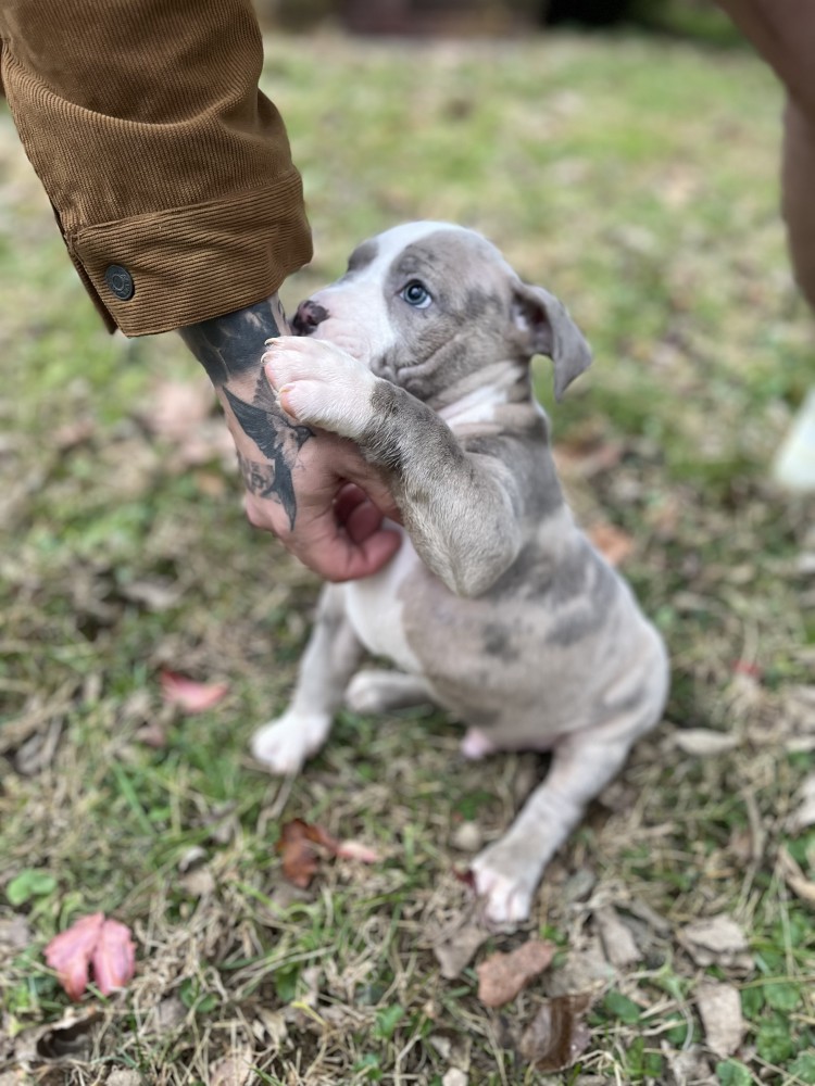 Pure-bred American Bully