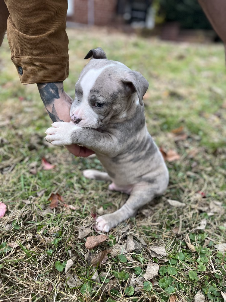 Pure-bred American Bully