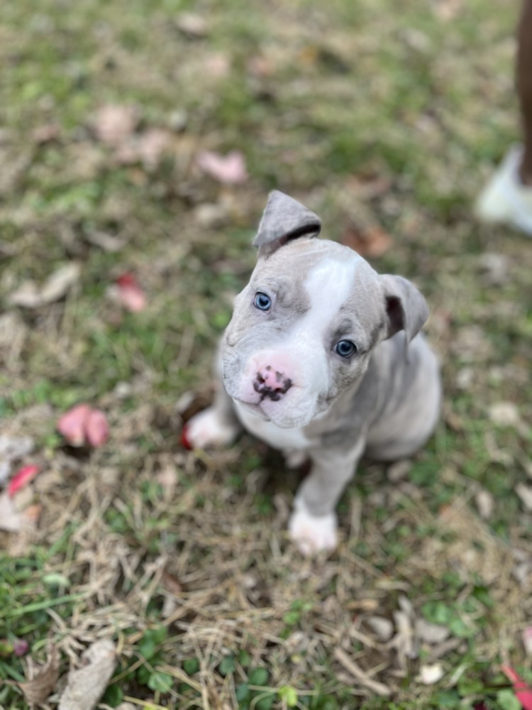 Pure-bred American Bully