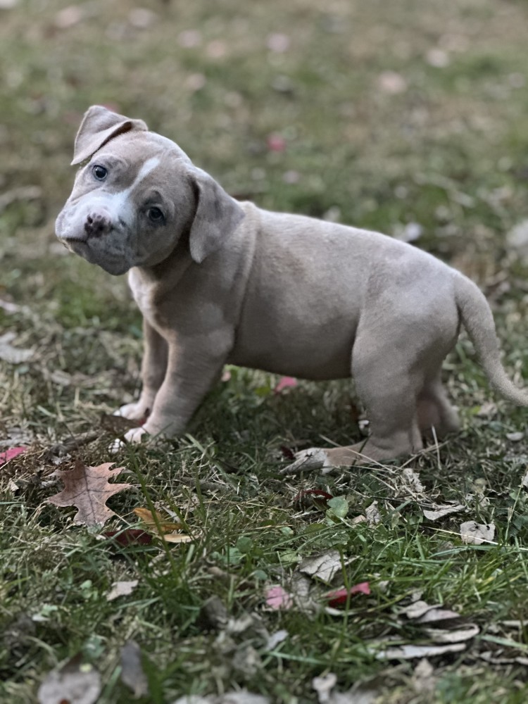 Pure-bred American Bully